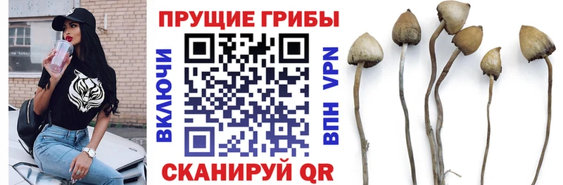 Галлюциногенные грибы Psilocybe  где можно купить наркотик  Иннополис 